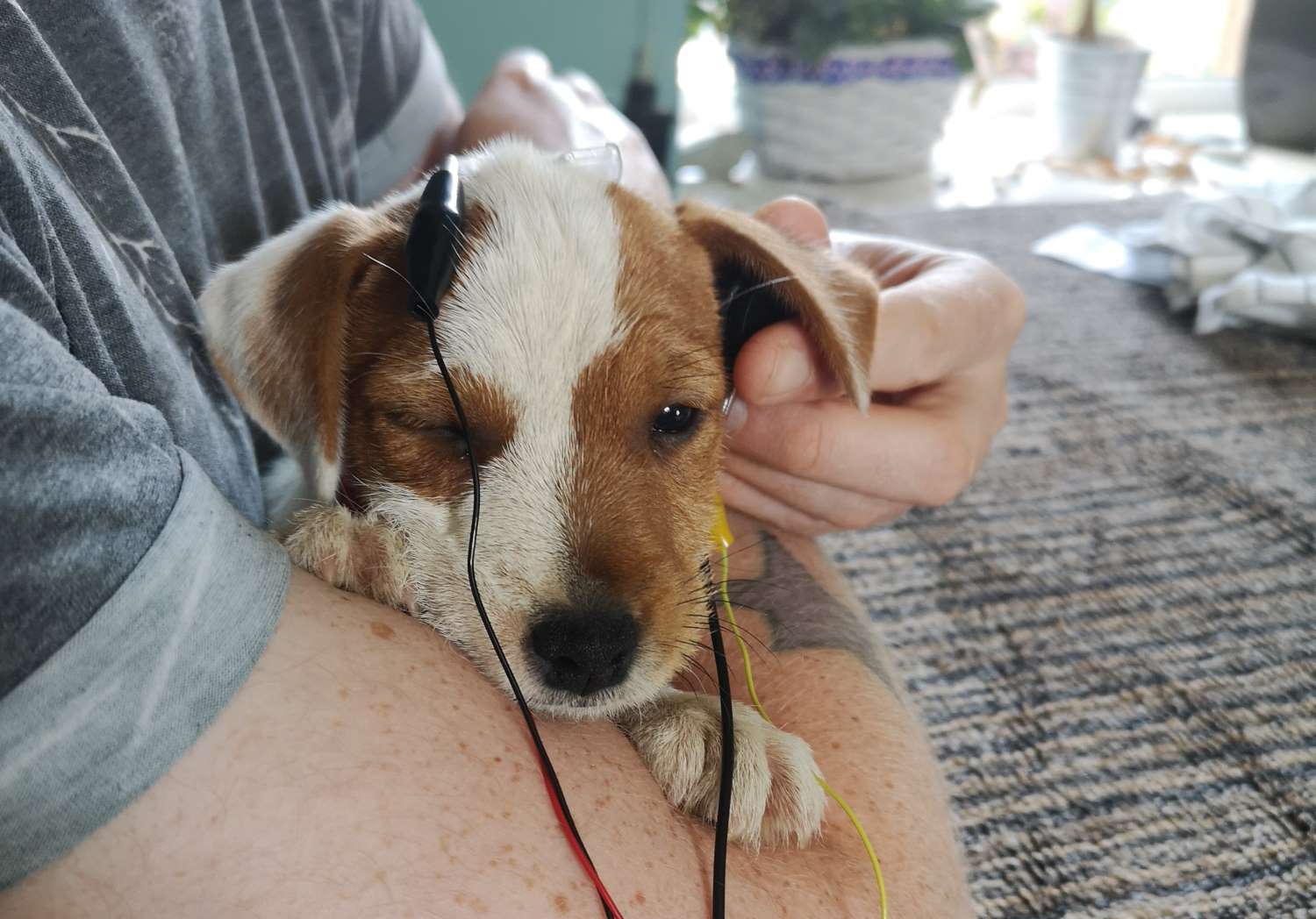 BAER Testing for Dogs and Puppies