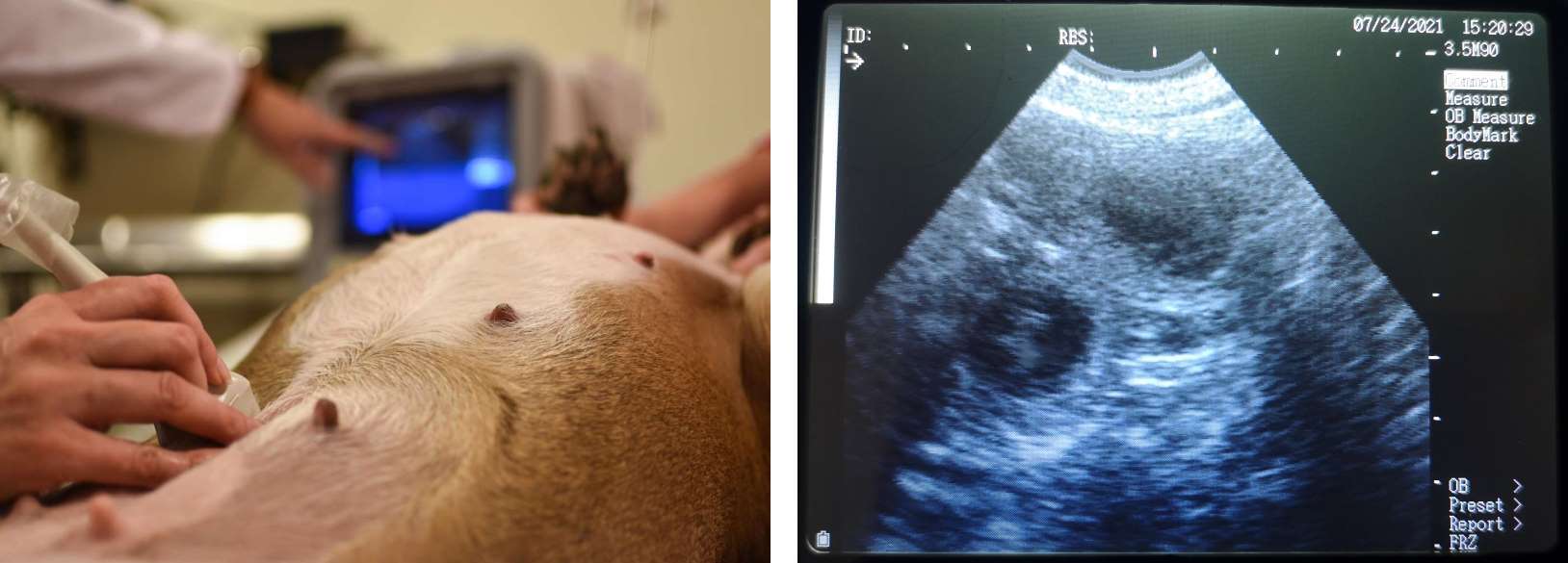 Dog Ultrasound Scanning